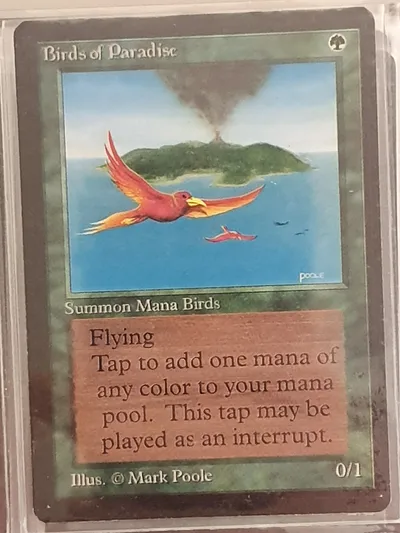 Birdsofparadise